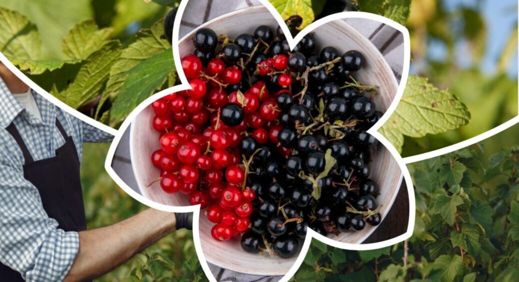 З року в рік обрізаю смородину після збору врожаю ось так: в новому сезоні ягід в 2 рази більше 