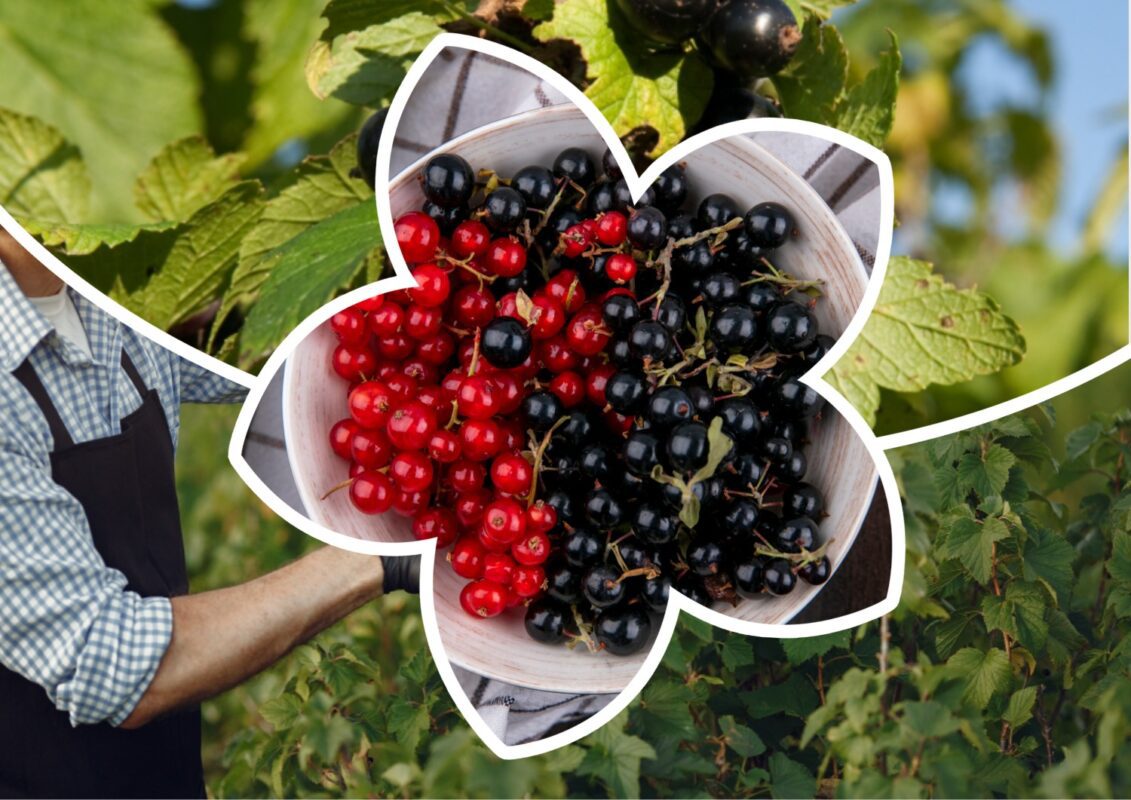 Як правильно обрізати смородину після збору врожаю