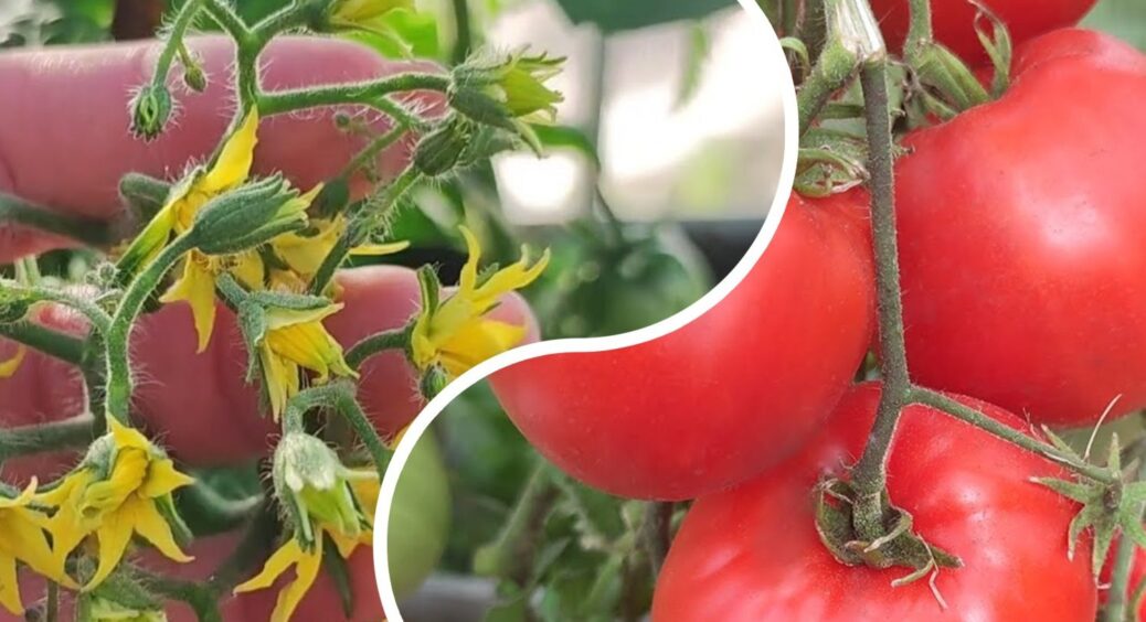 На Одещині томати цвітуть раніше на 10 днів – не через регіон, а завдяки простому добриву 