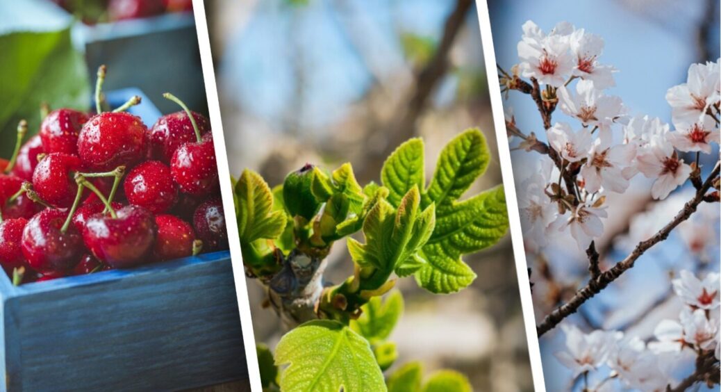 Проблема з вишняками вирішується раз і назавжди: 3 кроки, і ніякого безладу навколо дерева 