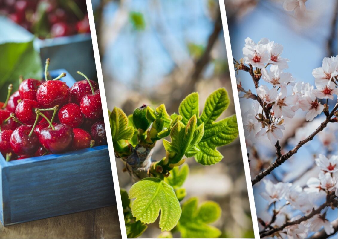 Як швидко прибрати поросль навколо вишневого дерева