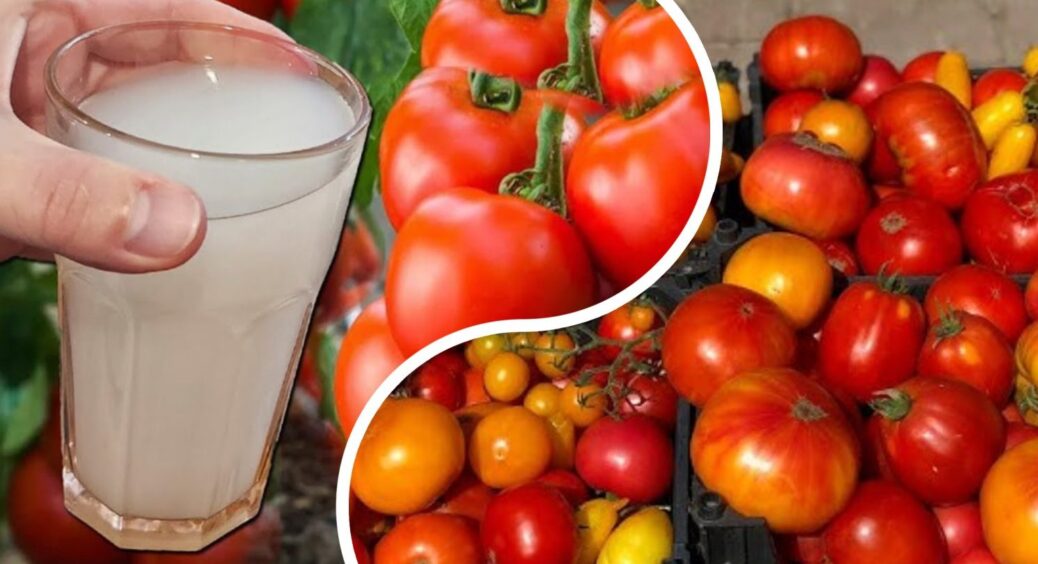 Ці 2 засоби від фітофторозу – не найкращий вибір: і овочам не дуже, і “болячка” на місці 