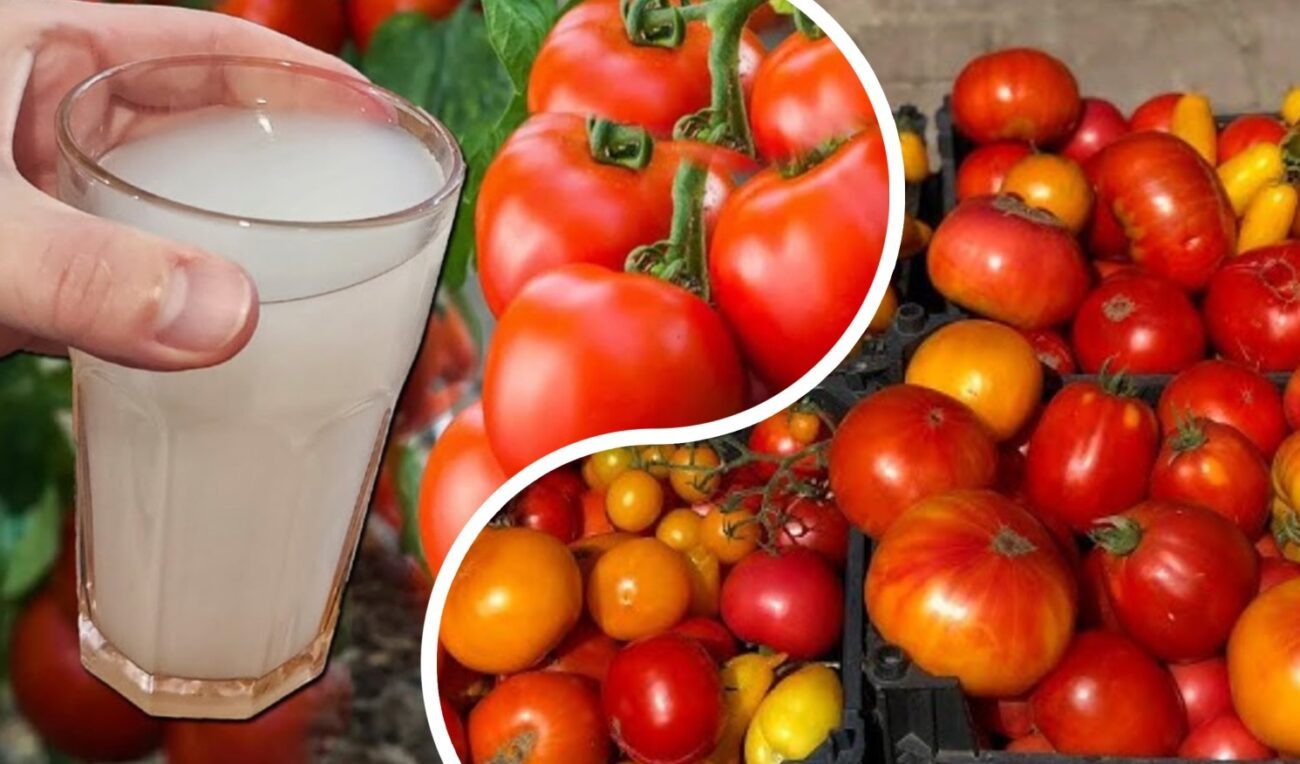 Агроном розповів, як ефективно побороти фітофтору на городі 