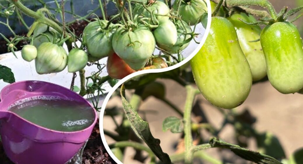 Не зола і компост: ось чим на Сумщині поливають помідори для врожаю по 10 кг з куща 