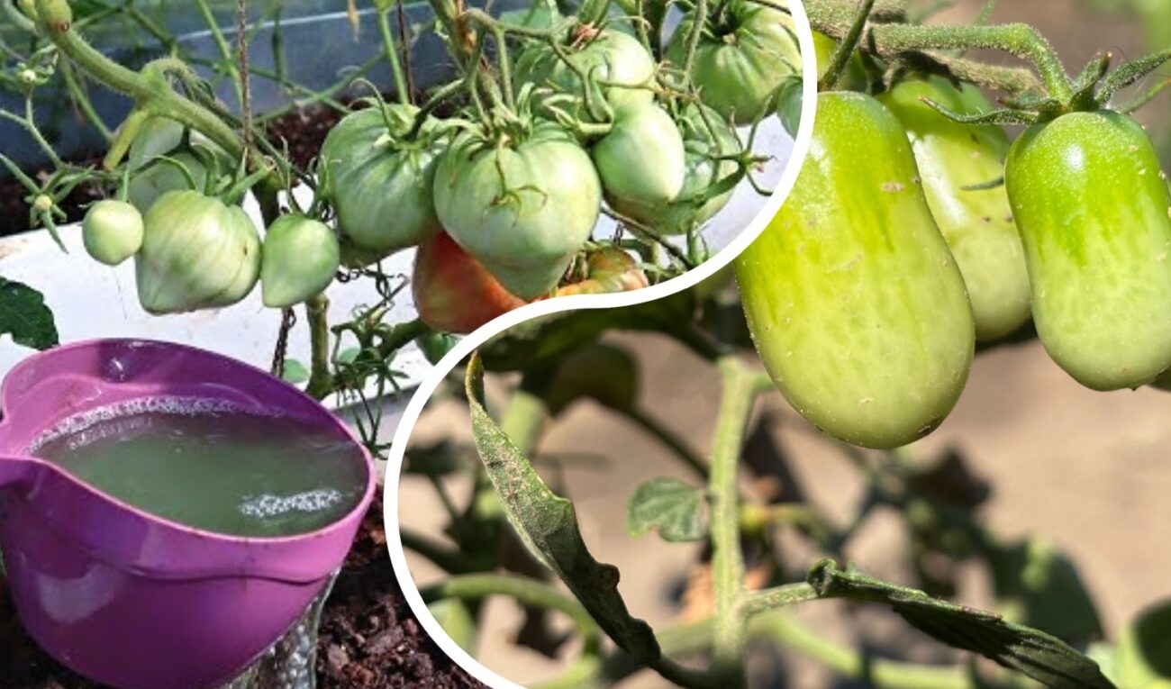 Агроном розповів, що зробити, аби томати почали червоніти