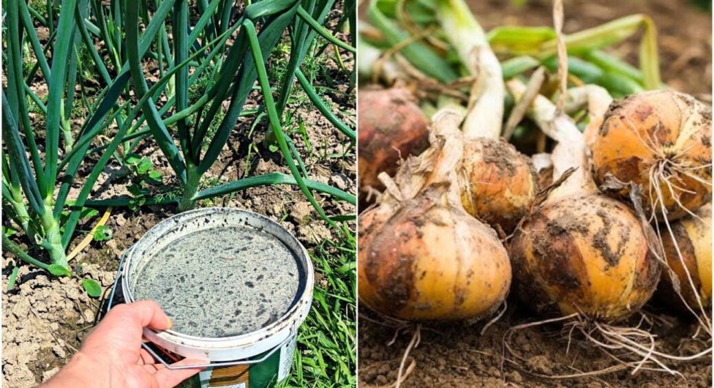Ось що на Черкащині додають у полив цибулі: 10 грамів суміші – і врожай зберігається до зими 