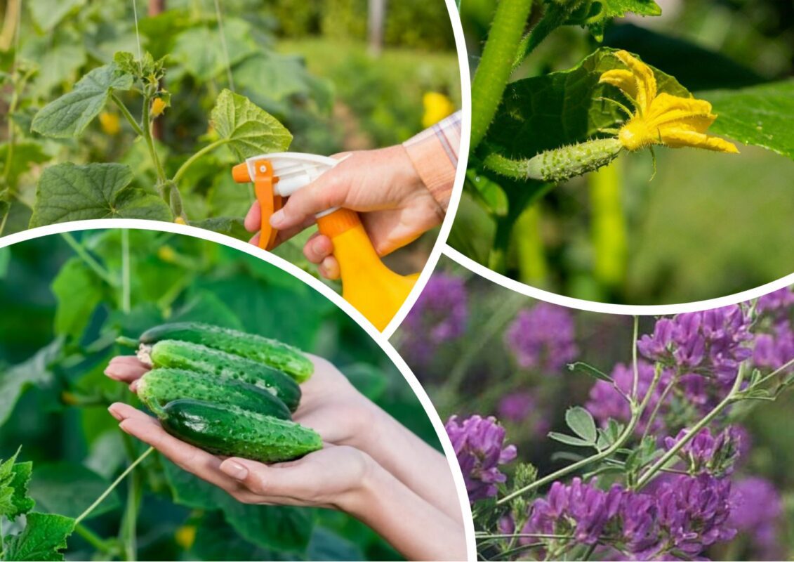 Як добитися кращого врожаю огірків