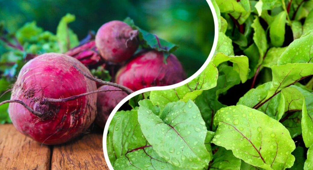 Буряк і на зиму, і на літо: подвійний посів – головний секрет городників в Херсоні у 2025-му 