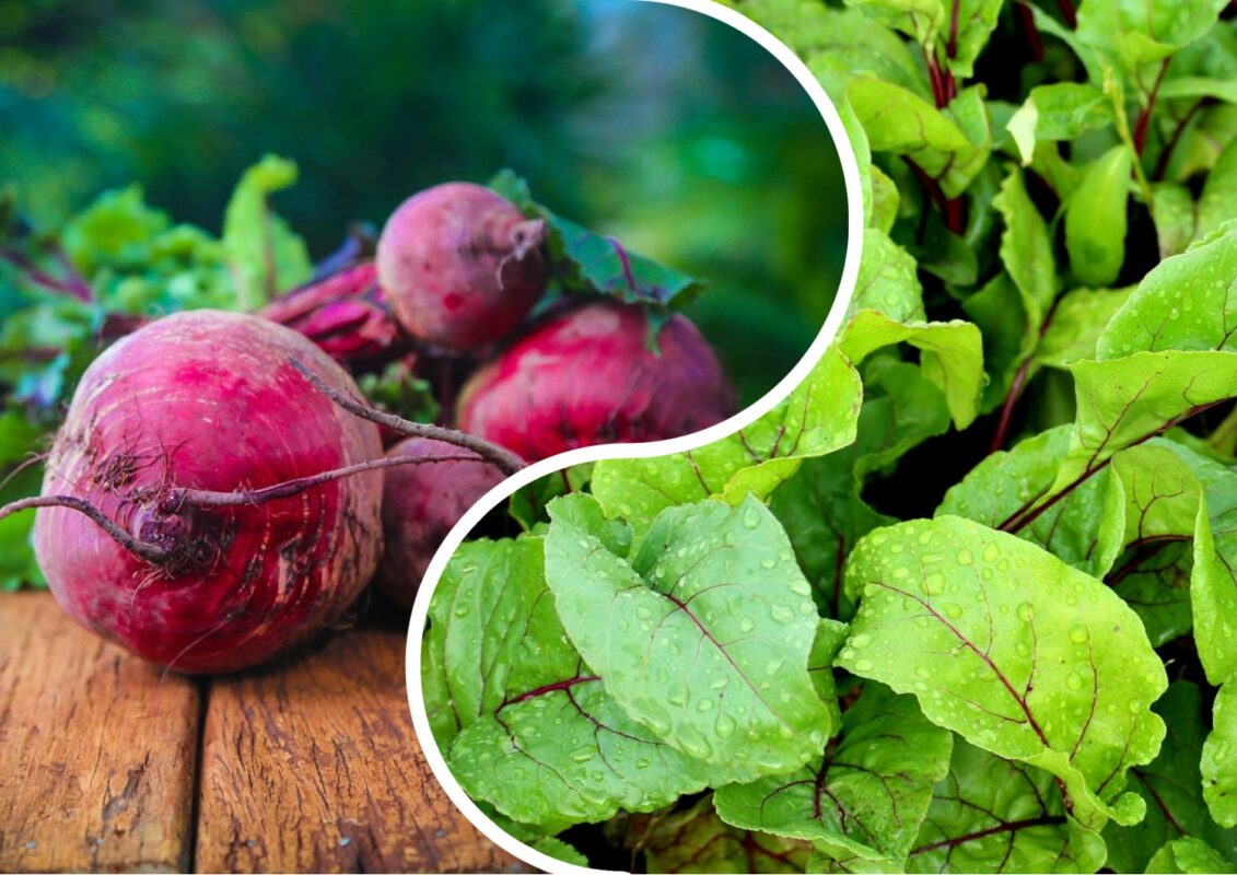 Агроном розповів, коли треба викопувати буряк