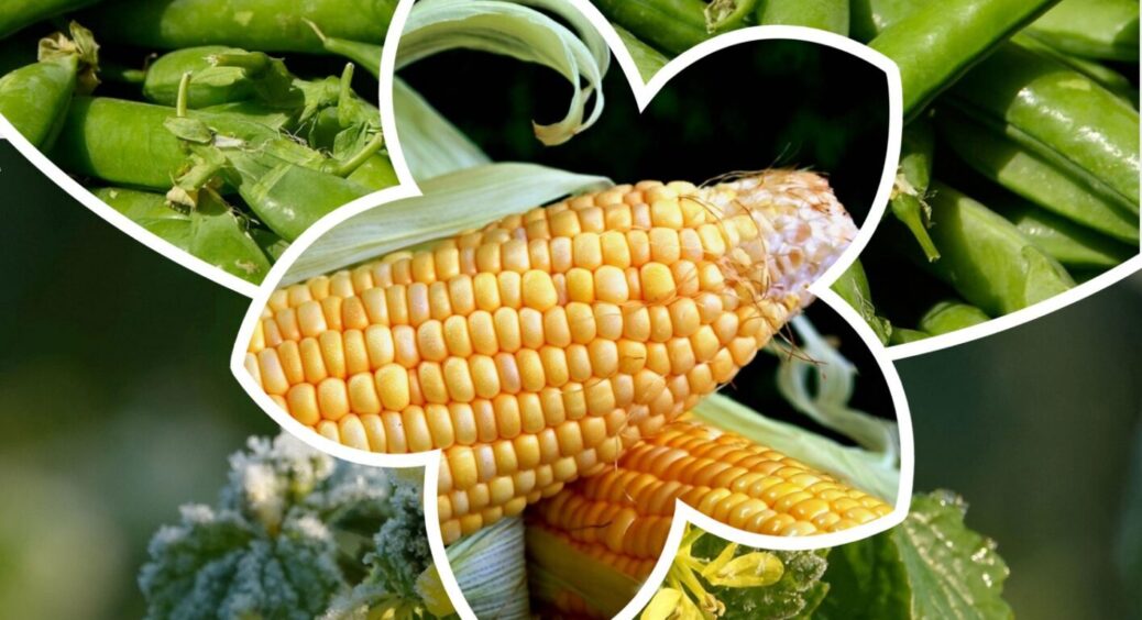 Що посадити на грядку, яка звільнилася після кукурудзи? 5 культур, що з радістю поселяться там 