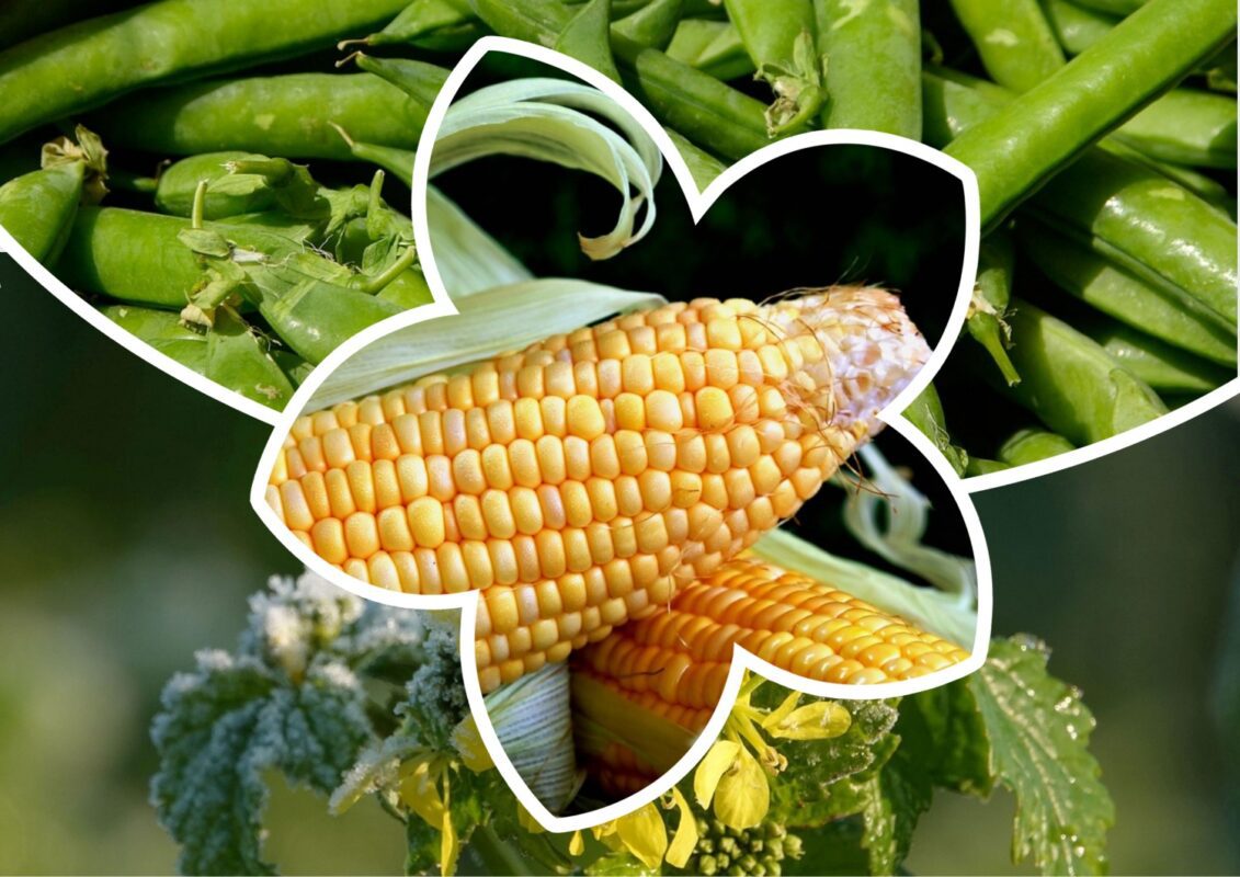 Експерт розповів, як виростити велику і соковиту кукурудзу