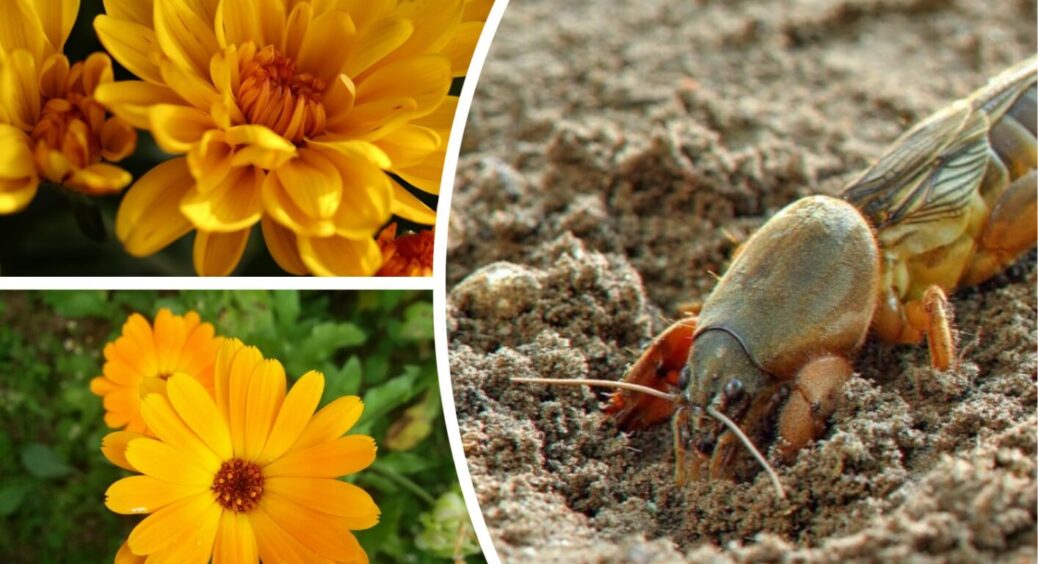 Чого боїться невловима капустянка: 1 “простецький” спосіб, який захистить від неї ваш врожай 