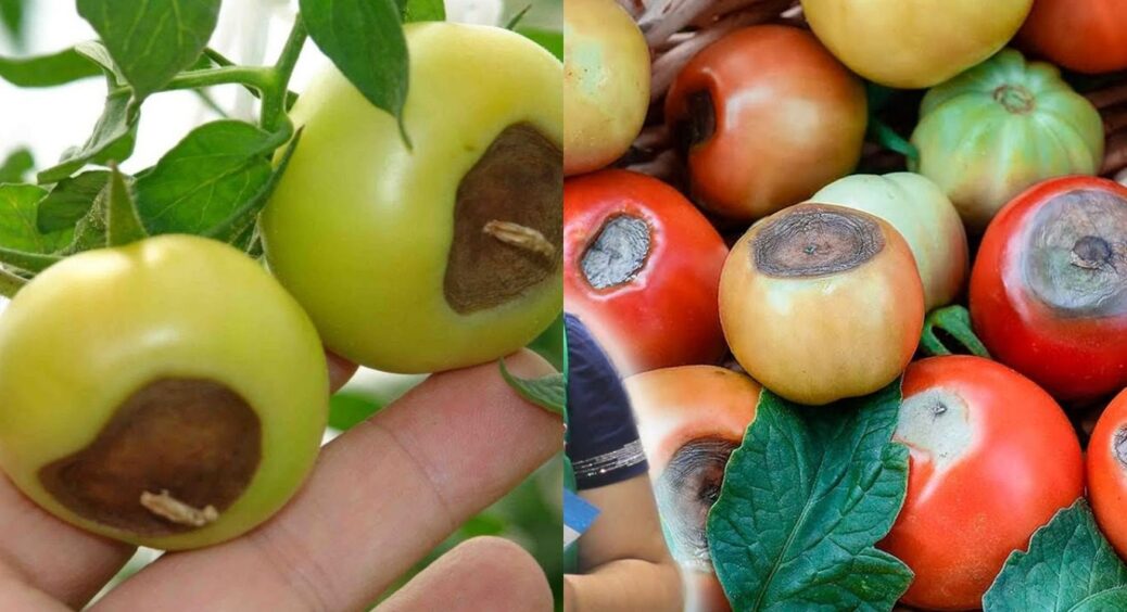 10 літрів води + 1 ампула = дієве добриво для томатів: знайшла в аптеці засіб від вершинної гнилі 