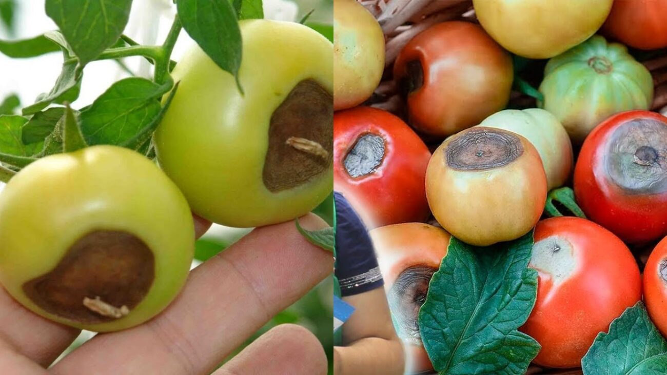 Засіб проти вершинної гнилі на томатах