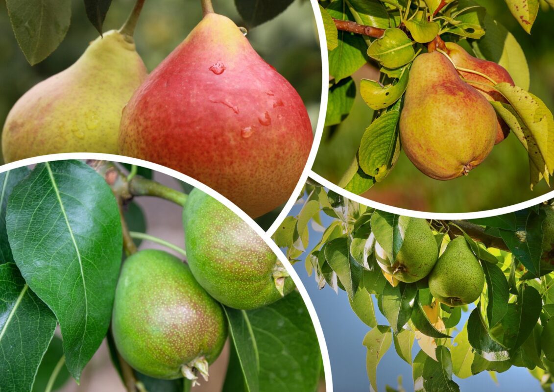 Агроном розповів, які сорти груш обрати для дачі