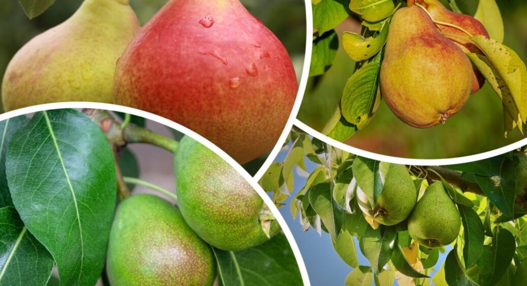 Якщо крона груші рідшає – одразу беремо перевірений настій: 2 дні і дерево наливається 