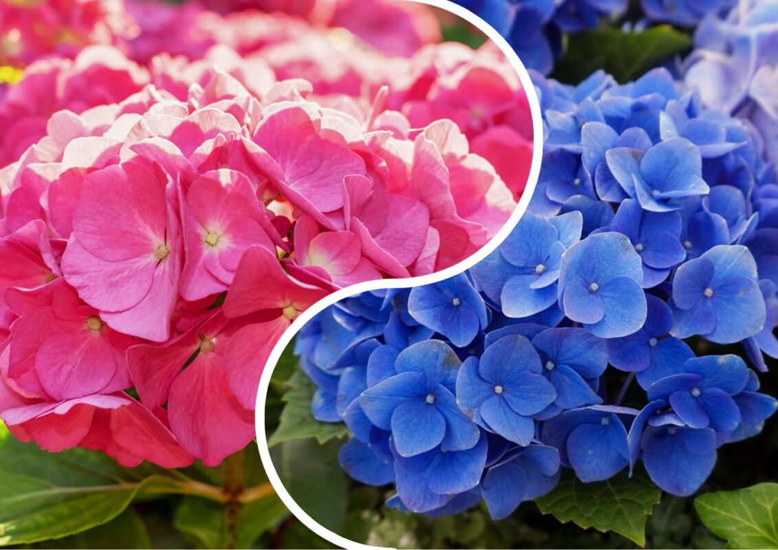 Садівники пояснили, після якого добрива на Львівщині вдруге зацвіли гортензії