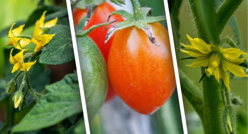 Терміново внесіть соду томатам у липні-серпні 2025 – одесити вже збирають урожай відрами 