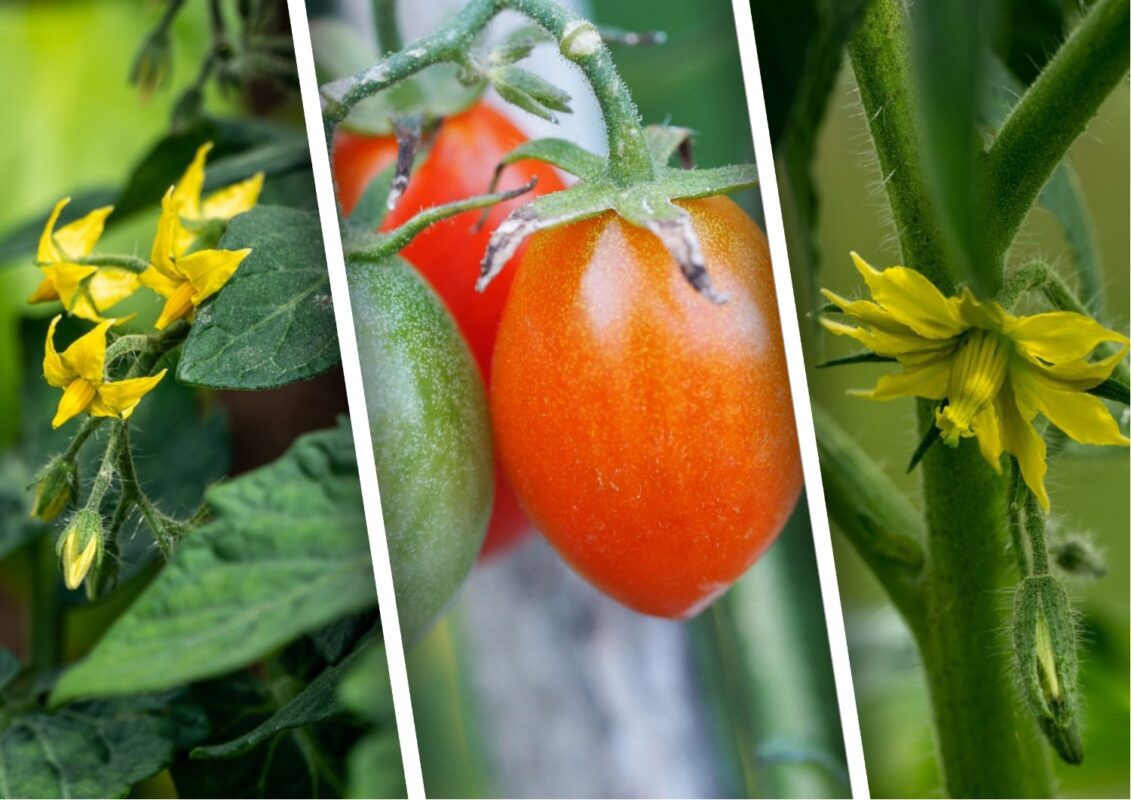 Агроном розповів, як простимулювати плодоношення у томатів 