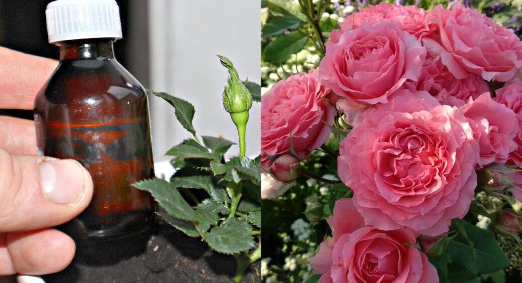 3 краплі на 1 л води! Квіти буяють як на дріжджах до заморозків і в Ужгороді, і в Сумах 