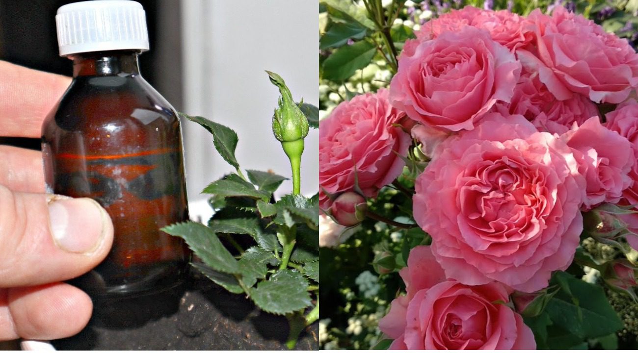 Садівники розповіли, як змустити троянди цвісти до пізньої осені