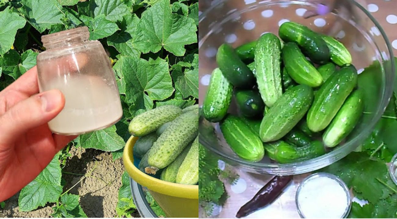 Експерти розповіли, як виростити огірки-бочечки для консервації