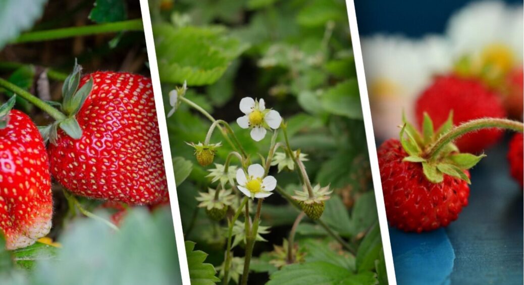Коли і як пересаджувати полуницю із суницею влітку: ідеальний період – вже скоро, не пропустіть 
