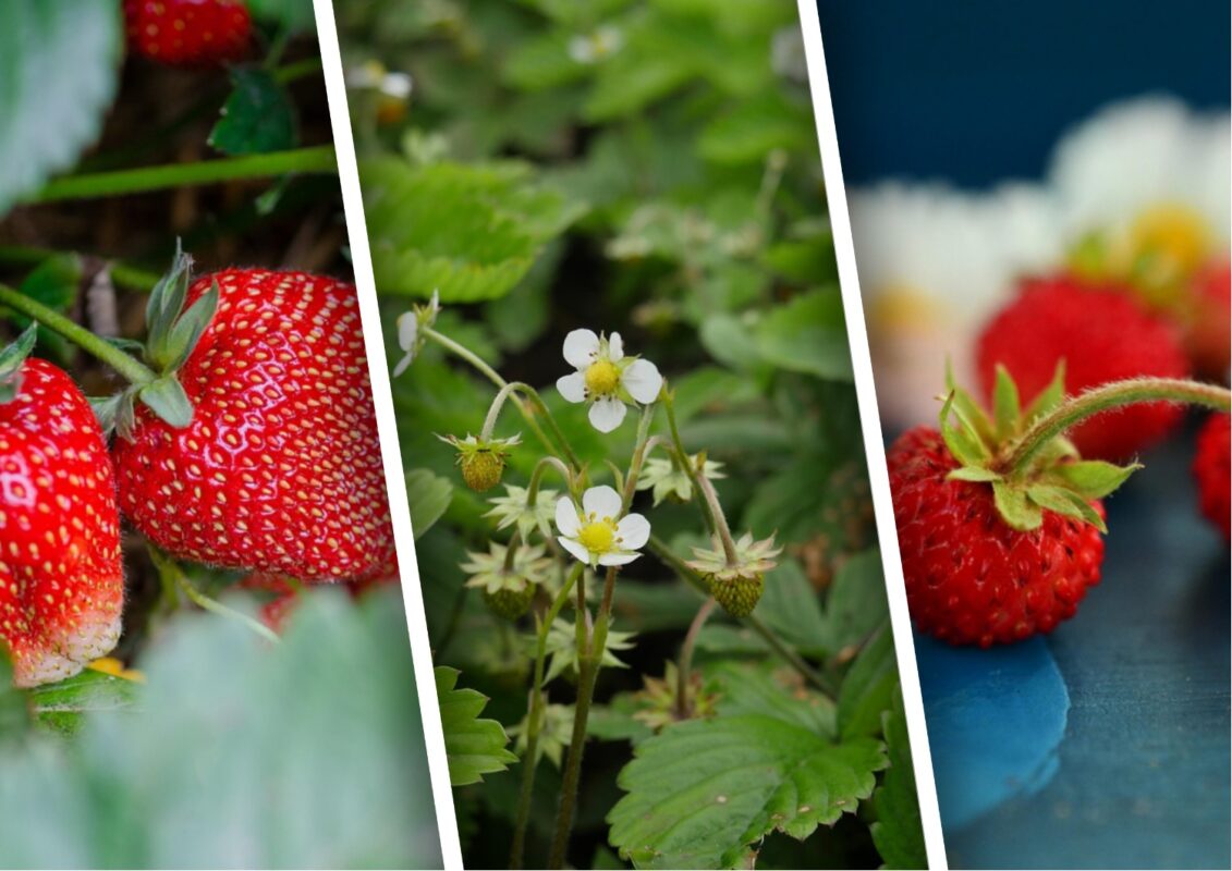 Коли і як пересаджувати полуницю із суницею влітку