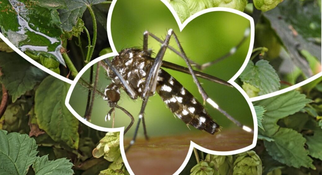 Захист для тераси: 1 в’юнка рослина відлякує комарів та робить відпочинок комфортним 