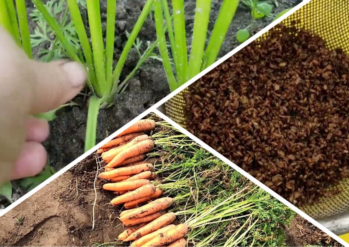 Аграрії розповіли, чим можна сіяти моркву в липні