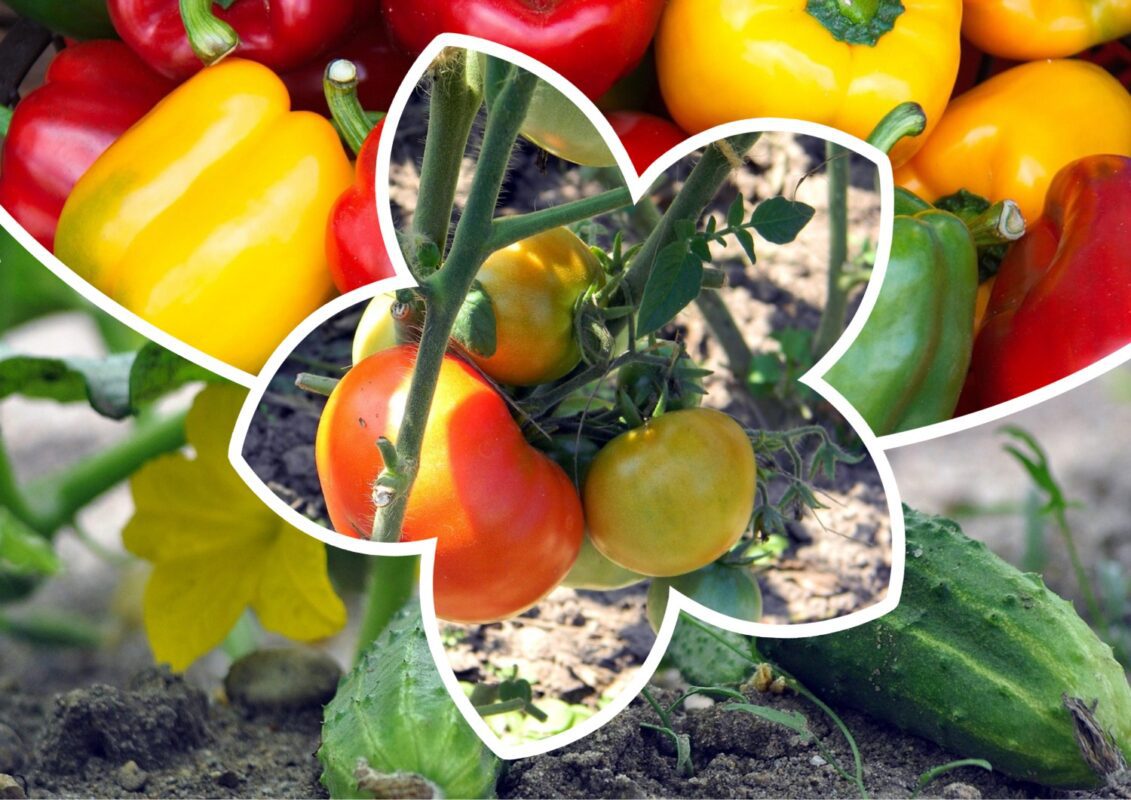 Які 3 культури вирощують на Хмельниччині