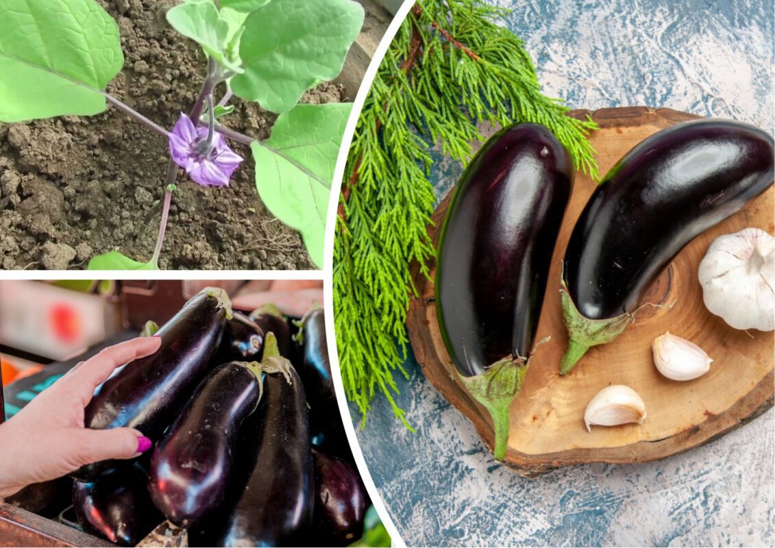 Агроном розповів, як зробити ефективний кропивʼяний настій для грядки