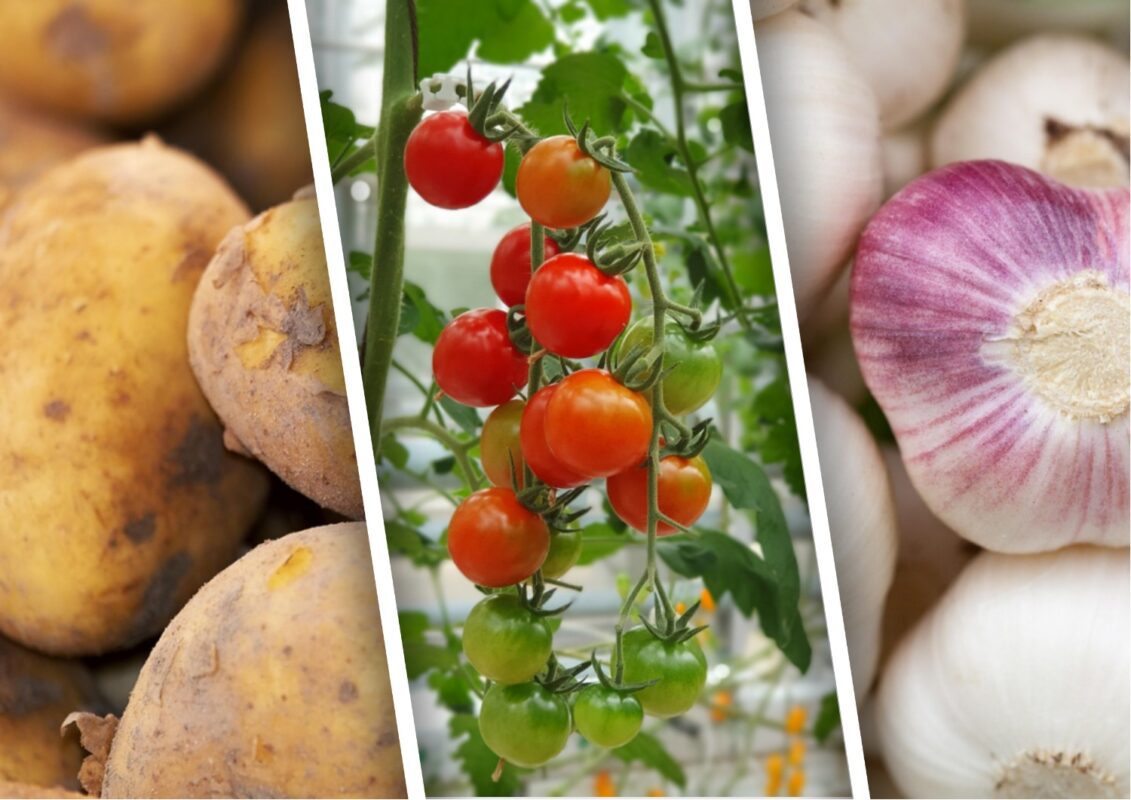 Які рослини посадити на грядці після часнику