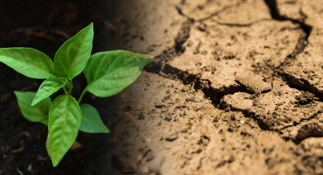 З глинистого ґрунту можна зробити чорнозем – буквально 1 підживка, і рекордні врожаї попруть 