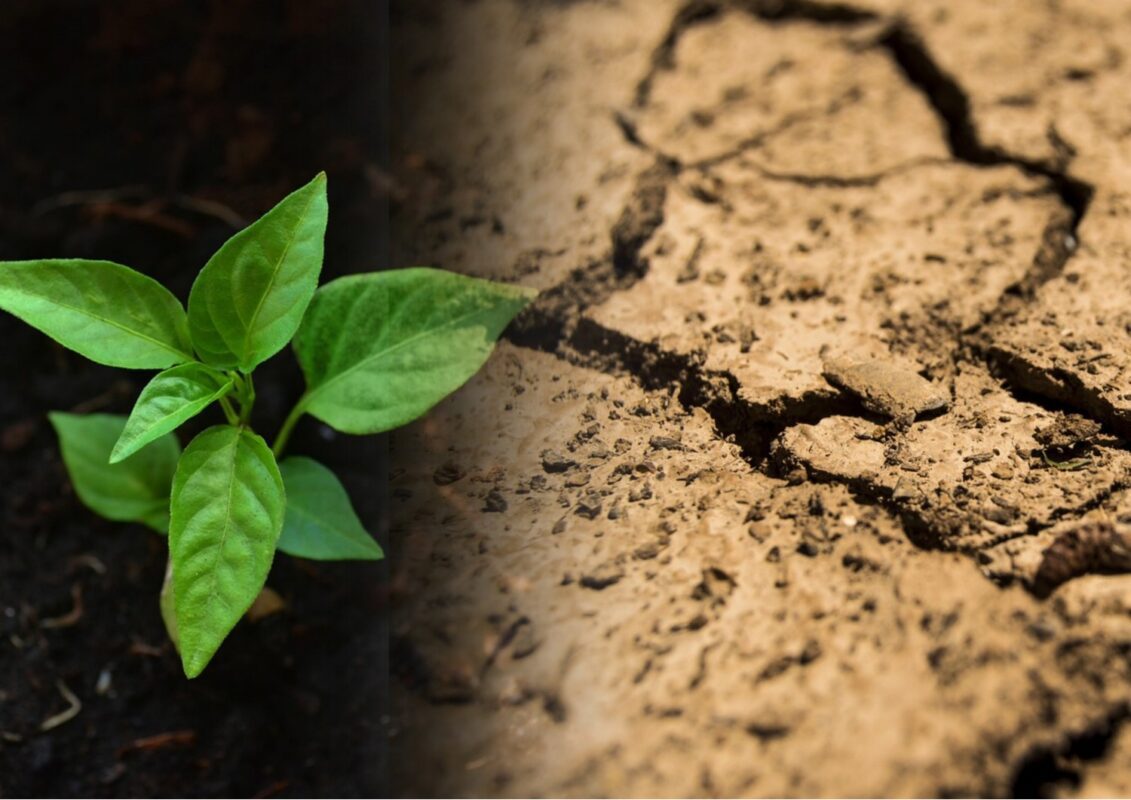 Як покращити структуру глинистого ґрунту