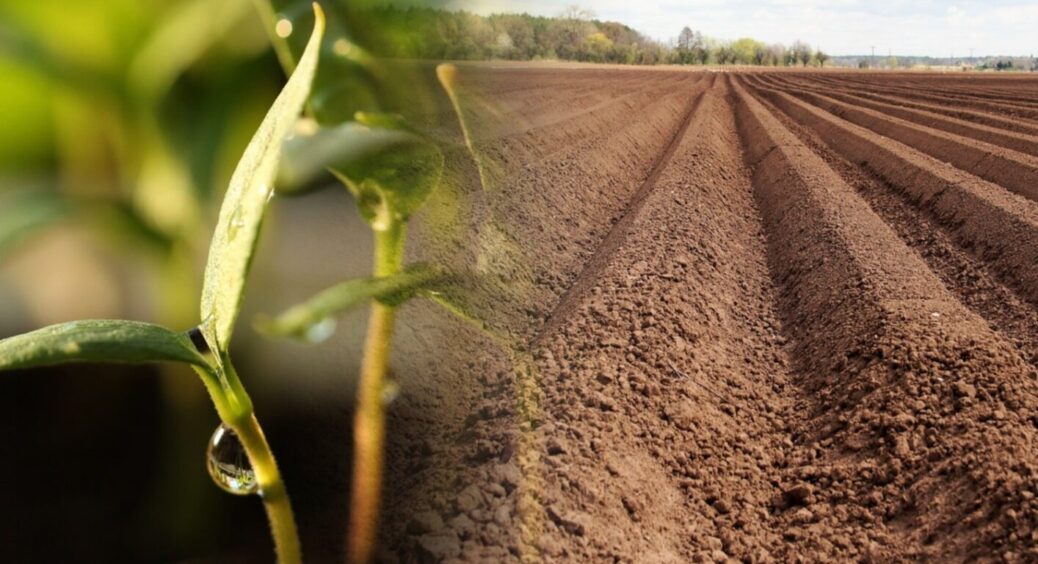 Зібрали врожай – посіяли це: як збагатити ґрунт за 3-4 місяці? Городник з Чернівців порадив 