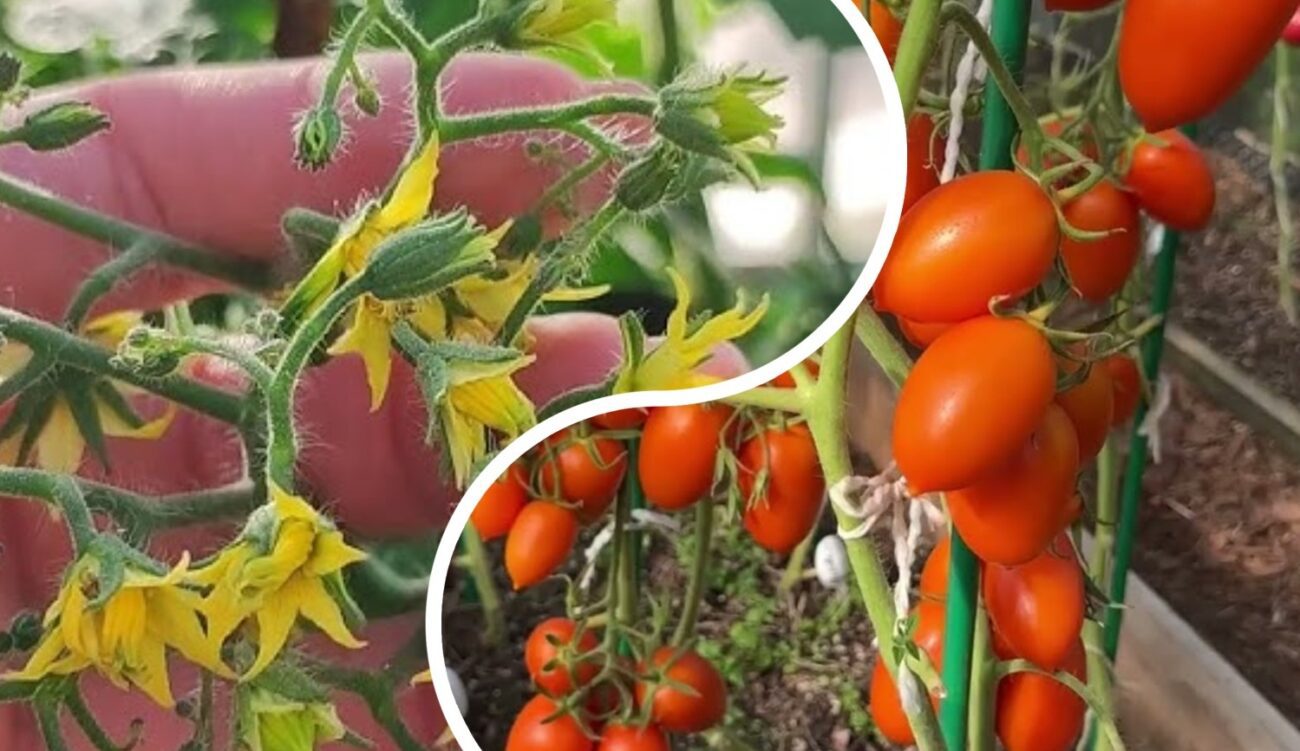 Садівник розповів, як захистити томати від сильної спеки 