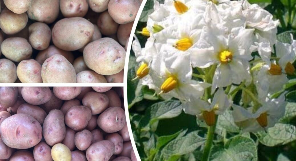 Сучасні сорти картоплі вітчизняної селекції, які витримують всі перепади погоди: 10 з 10 