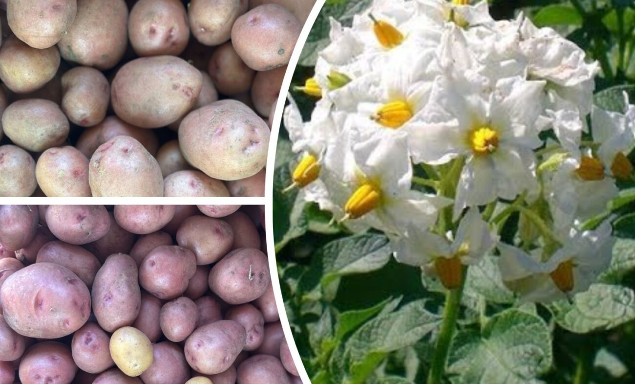 Агрономи розповіли, як збільшити урожайність картоплі без хімії