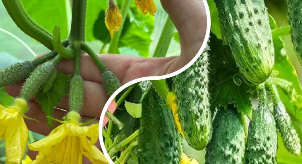 Через 12 годин після цього поливу огірки починають цвісти вдвічі активніше: засікайте час 
