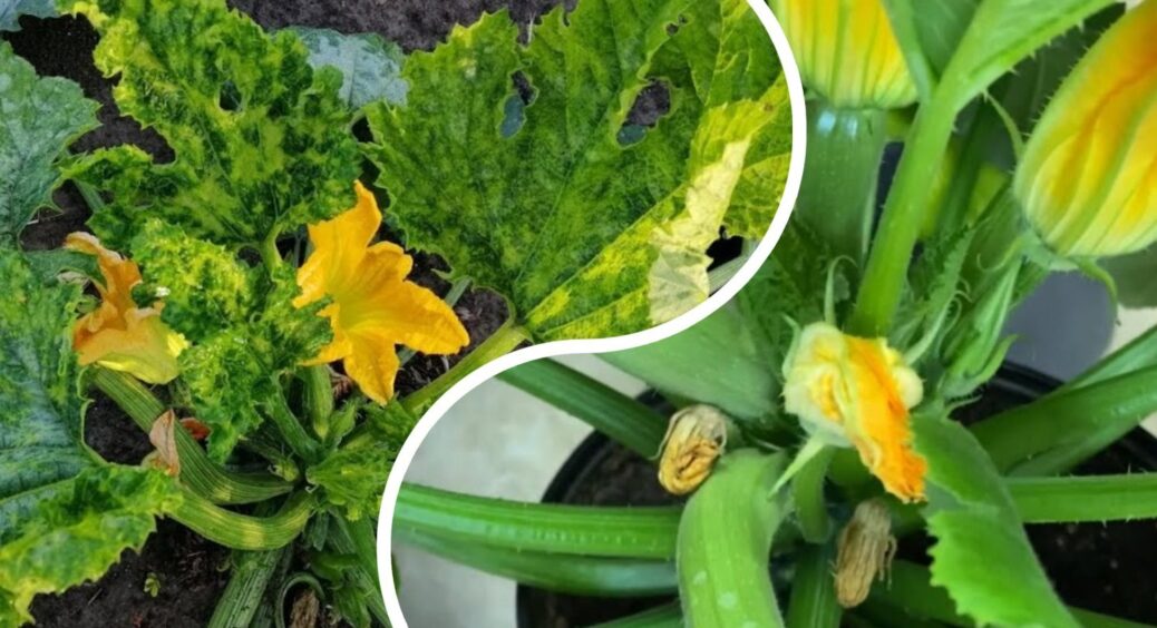 Без ЦЬОГО кабачки не ростуть! Раз на 10 днів поливаю на грядку і врожай ношу повними сумками з АТБ 