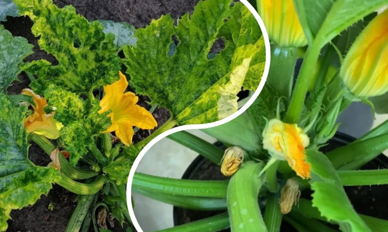 Городники назвали найголовнішу підгодівлю для кабачків: без неї вони не ростуть