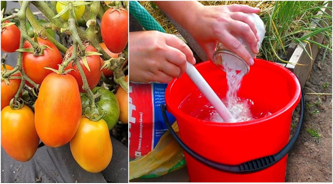 Агрономи розповіли, як врятувати урожай від спеки