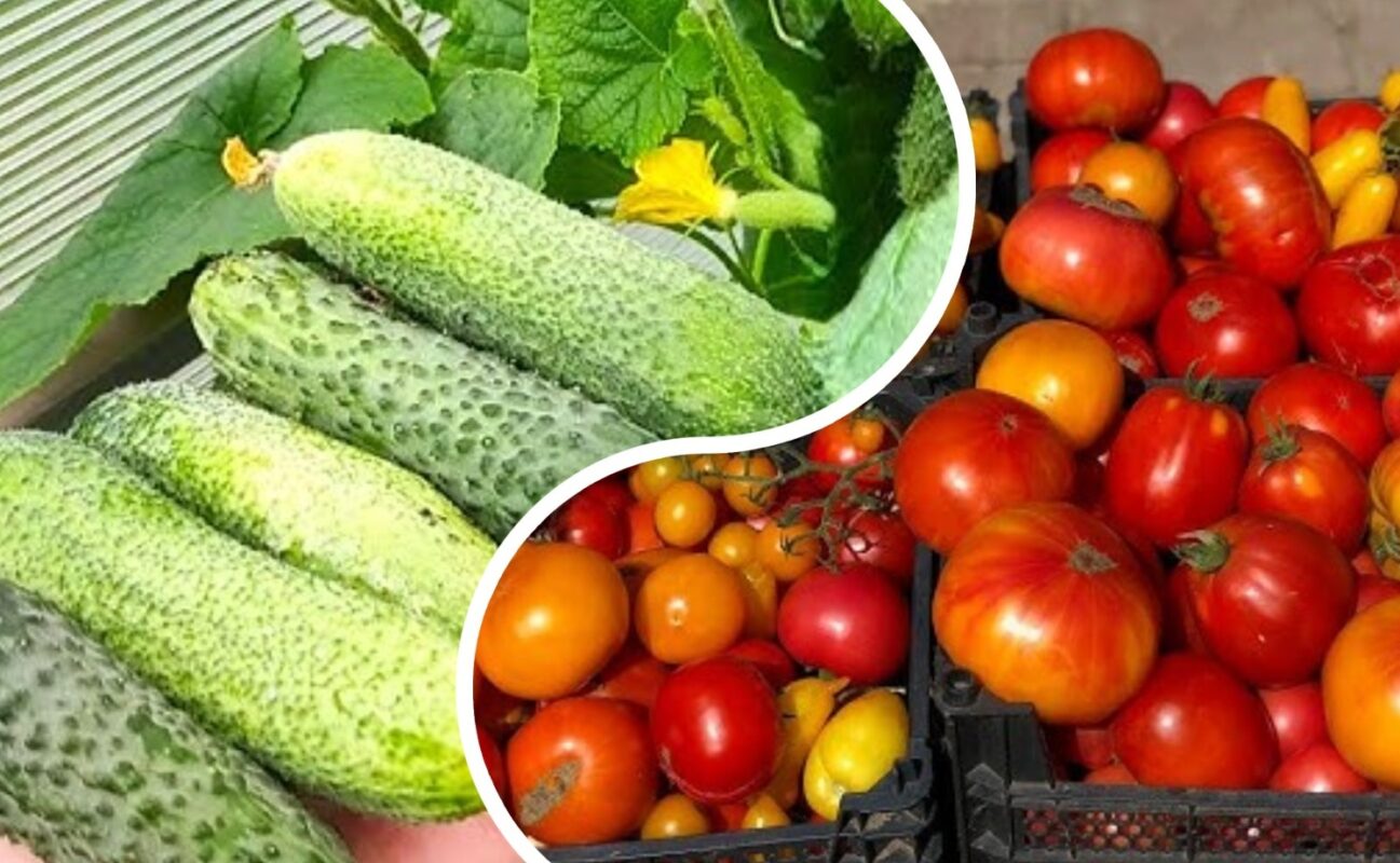 Аграрії розповіли, як подовжити термін плодоношення огірків, перцю і помідорів