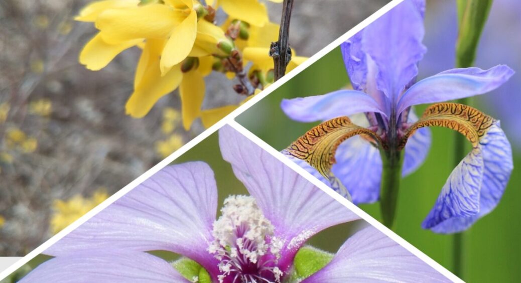 Красиві, але проблемні: 5 популярних квітів, які можуть зіпсувати ландшафт подвір’я 