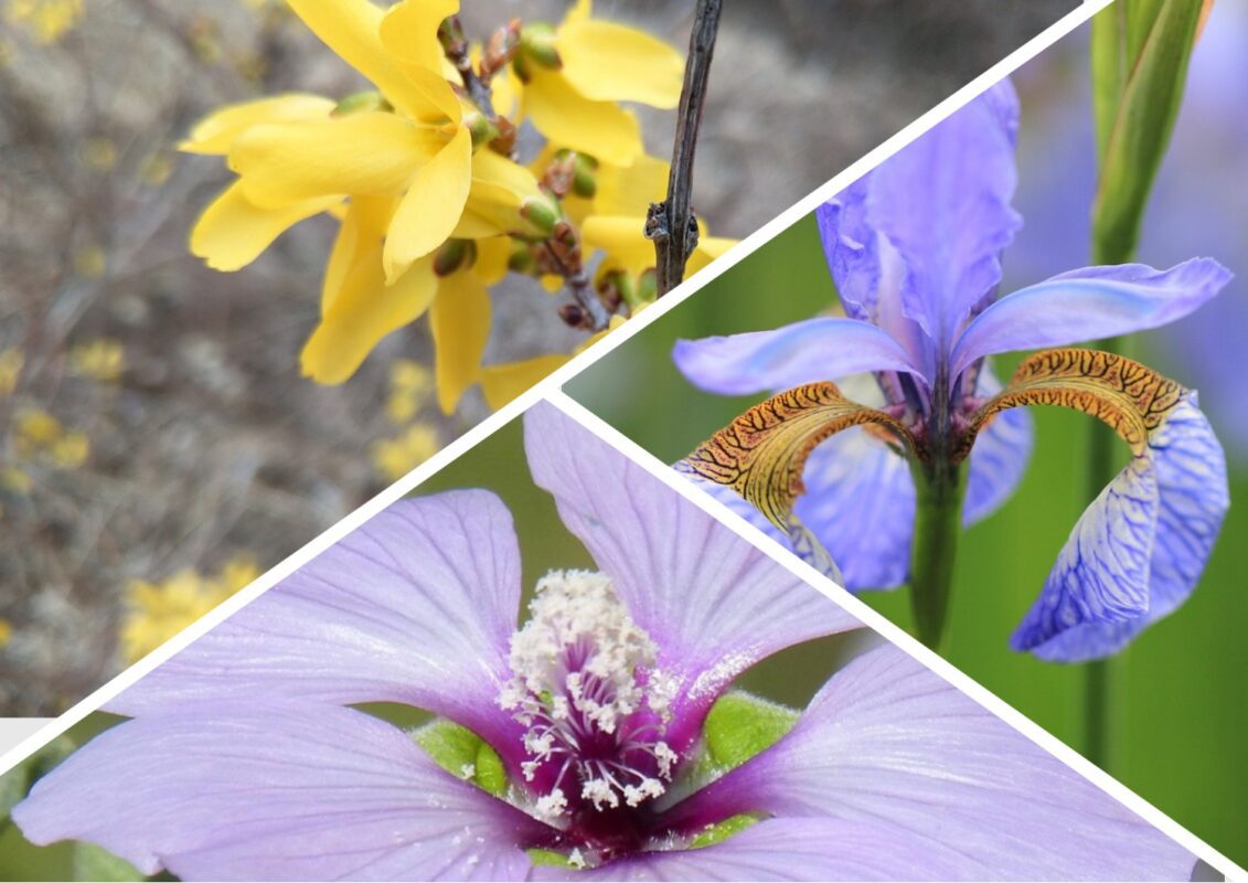 Садівники назвали 5 рослин, які не варто саджати поряд із будинком