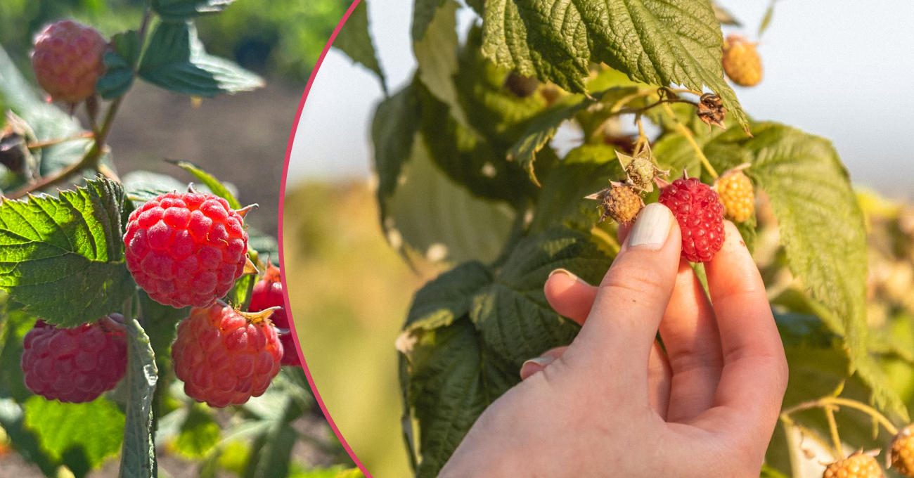 Садівники розповіли, як підвищити врожай малини у 2026 році