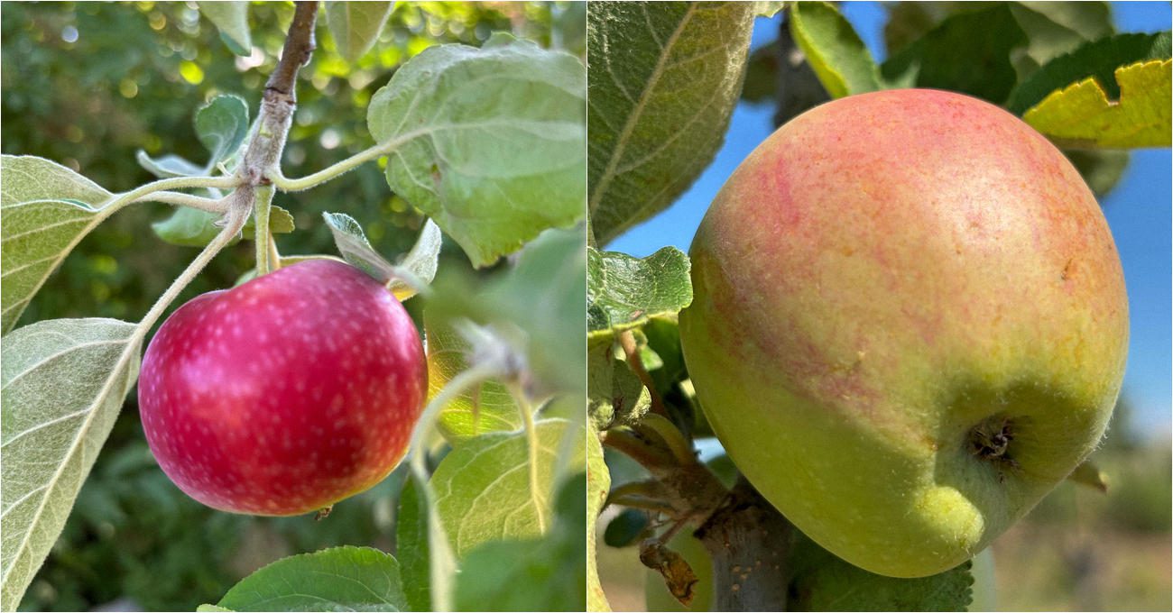 Садівники розповіли, як легко позбутися парші на яблунях
