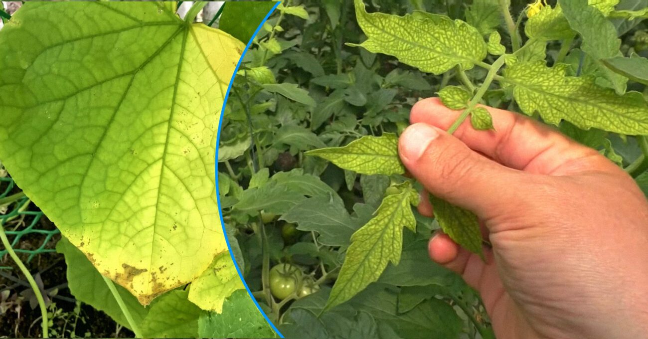 Фермери пояснили, як швидко відновити пожовклі кущі огірків і томатів