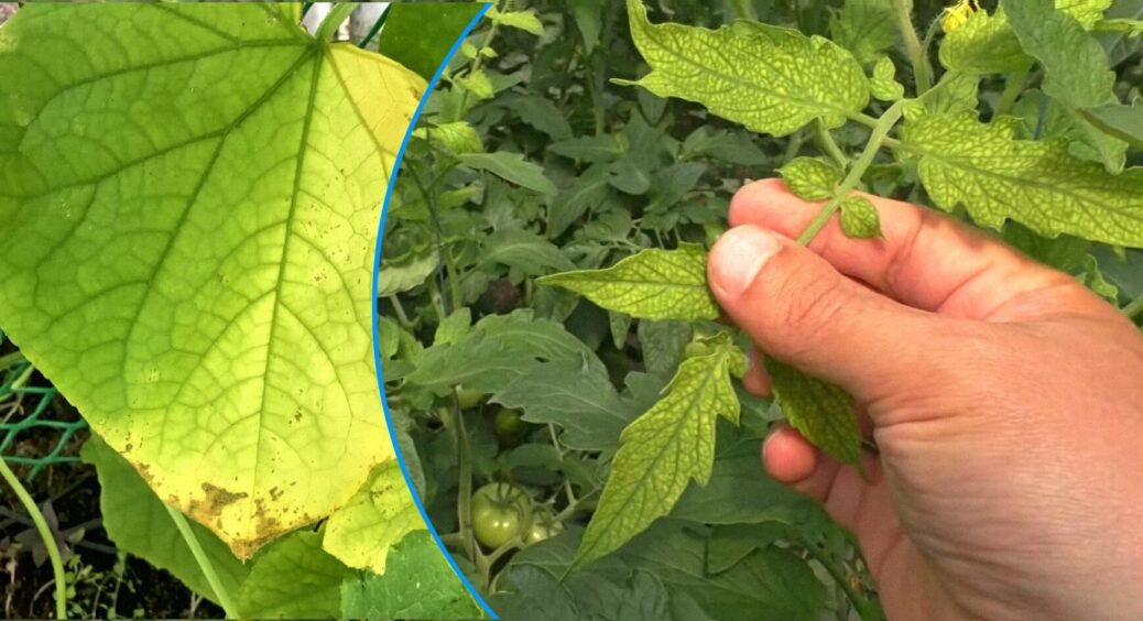 Якщо листя огірків і томатів жовтіє – дістаємо зі свого арсеналу це: 1 дія і кущі як новенькі 